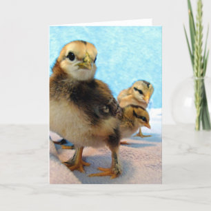 Drei kleine Chicks Karte