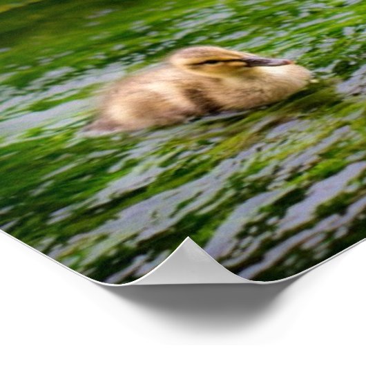 Drei kleine Ducklings Enten Poster (Ecke)