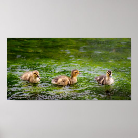 Drei kleine Ducklings Enten Poster (Vorne)