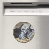 Drei kleine Kätzchen Magnet (In Situ (Geschirrspüler))