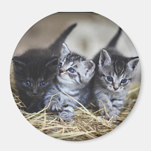 Drei kleine Kätzchen Magnet (Vorne)