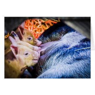 Drei kleine Schweine