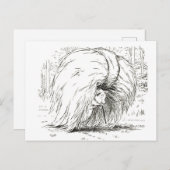 Drei kleine Schweine: Die erste kleine Schweinekar Postkarte (Vorne/Hinten)