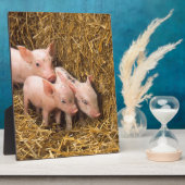 Drei kleine Schweine Fotoplatte (Seite)