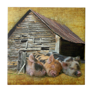 Drei kleine Schweine im rustikalen Stall schnarche Fliese