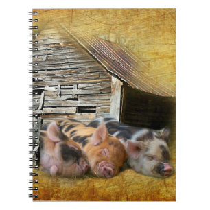 Drei kleine Schweine im rustikalen Stall schnarche Notizblock