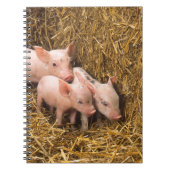 Drei kleine Schweine Notizblock (Vorderseite)