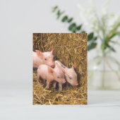Drei kleine Schweine Postkarte (Stehend Vorderseite)