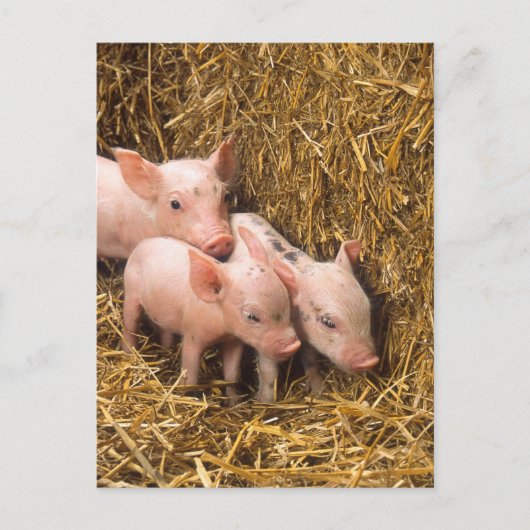 Drei kleine Schweine Postkarte (Vorderseite)