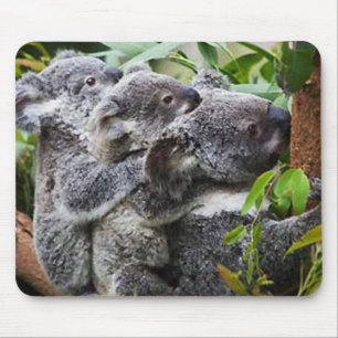 Drei Koalas in einem Baum Mousepad