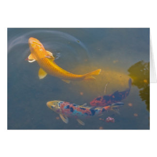 Drei Koi