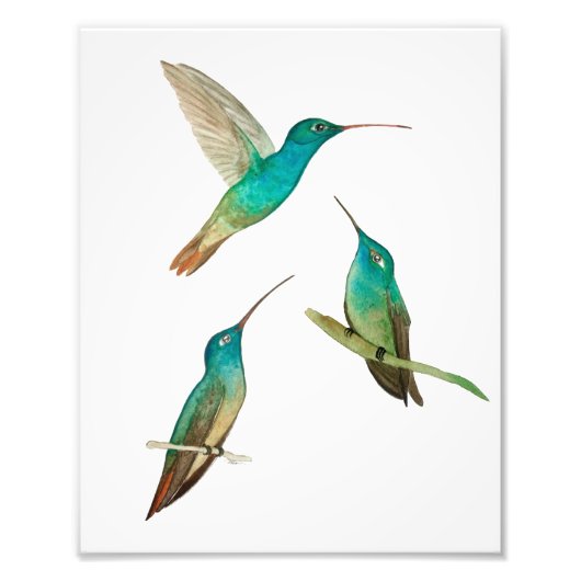 Drei Kolibris Fotodruck (Vorne)