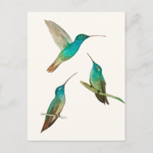 Drei Kolibris