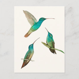 Drei Kolibris Postkarte