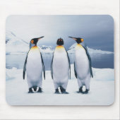 Drei König Pinguine Mousepad (Vorne)