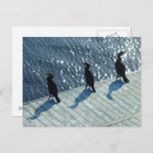 Drei Kormorane Postkarte (Vorne/Hinten)