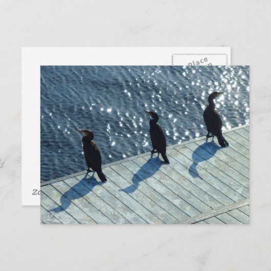 Drei Kormorane Postkarte (Vorne/Hinten)