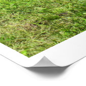 Drei Kühe aus Jersey Poster (Ecke)