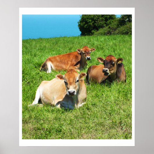 Drei Kühe aus Jersey Poster (Vorne)
