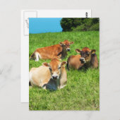 Drei Kühe aus Jersey Postkarte (Vorne/Hinten)