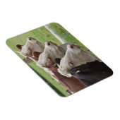 Drei Kühe in einer Reihe Magnet (Rechte Seite)