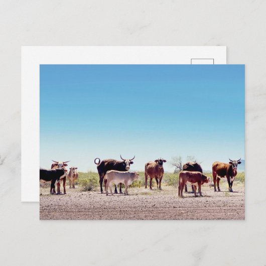 Drei Kuhfamilien Postkarte (Vorne/Hinten)