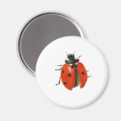 Drei Ladybirds 2013 Magnet (Vorderseite/Rückseite)