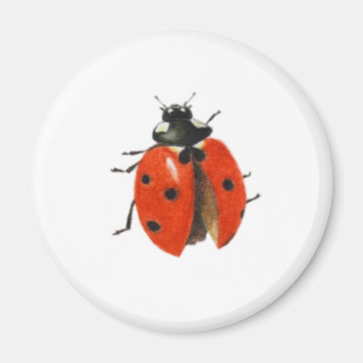 Drei Ladybirds 2013 Magnet (Vorne)
