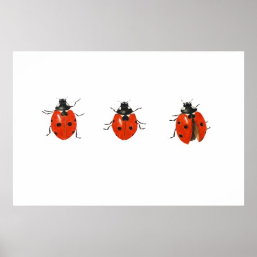 Drei Ladybirds 2013 Poster (Vorne)