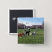 Drei Lamas auf dem Gebiet Button (Vorne & Hinten)