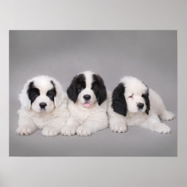 Drei Landseer Welpen Poster