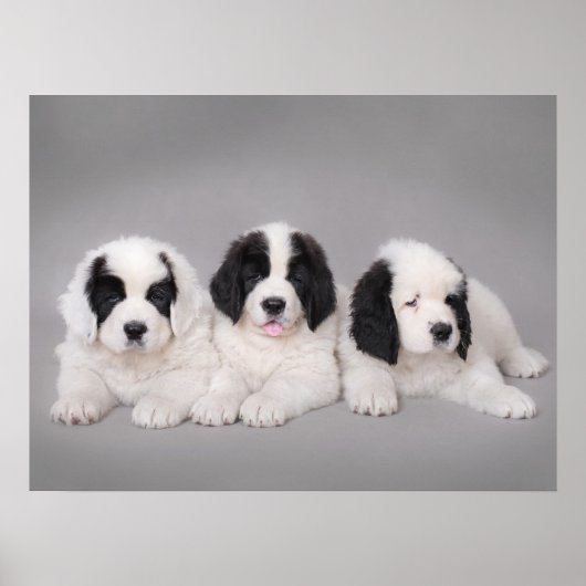 Drei Landseer Welpen Poster (Vorne)