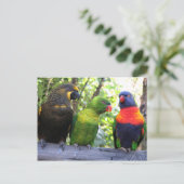 Drei Lorikeets Postkarte (Stehend Vorderseite)