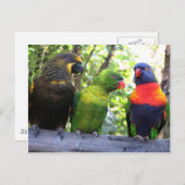 Drei Lorikeets Postkarte (Vorne/Hinten)