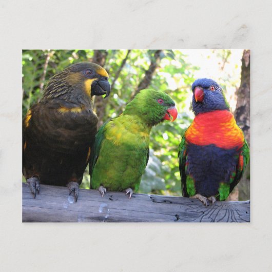 Drei Lorikeets Postkarte (Vorderseite)