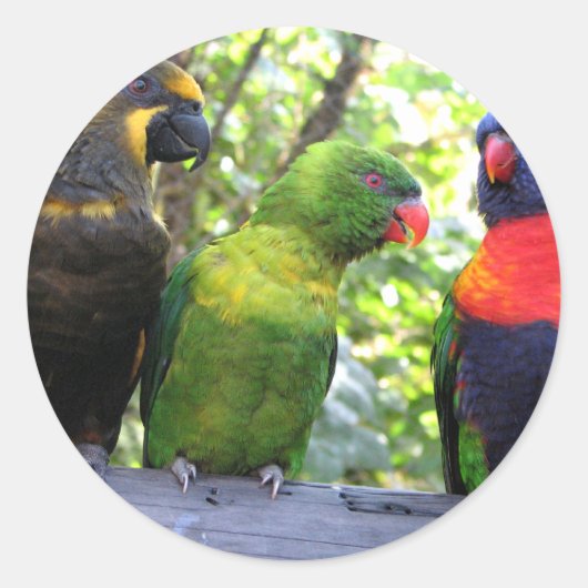 Drei Lorikeets Runder Aufkleber (Vorderseite)