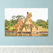 Drei Löwen trinken Leinwanddruck (Insitu (Holzboden))