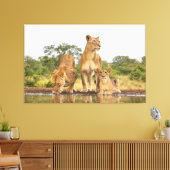 Drei Löwen trinken Leinwanddruck (Insitu (Wohnzimmer))