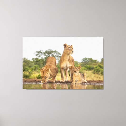 Drei Löwen trinken Leinwanddruck (Vorderseite)
