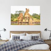 Drei Löwen trinken Leinwanddruck (Insitu (Schlafzimmer))