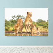 Drei Löwen trinken Leinwanddruck (Insitu (Holzboden))