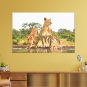 Drei Löwen trinken Leinwanddruck (Insitu (Wohnzimmer))