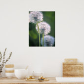 Drei Löwenblüten Poster (Küche)