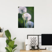 Drei Löwenblüten Poster (Heimbüro)