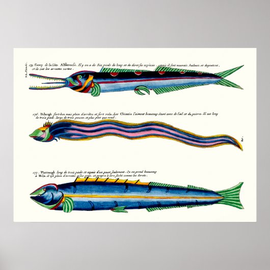 Drei magere Fischplakate für antikes Weiß Poster (Vorne)