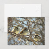 Drei männliche Sparrow im Januar Nur Chillin Postkarte (Vorne/Hinten)