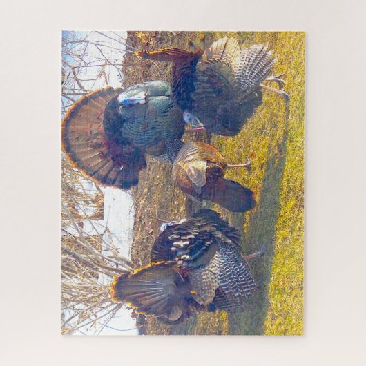Drei männliche Truthühner in der Hitze und ein Dam Puzzle (Vertikal)