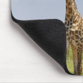 drei Masai-Giraffen, Giraffa camelopardalis Mousepad (Ecke)