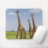 drei Masai-Giraffen, Giraffa camelopardalis Mousepad (Mit Mouse)