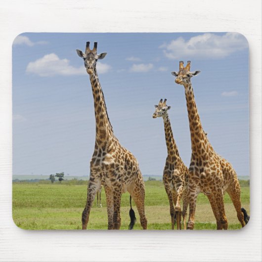drei Masai-Giraffen, Giraffa camelopardalis Mousepad (Vorne)